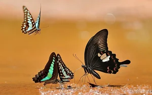 Nature's Beauty: Butterfly Hunting in Ma Da Forest, Vietnam - image 2
