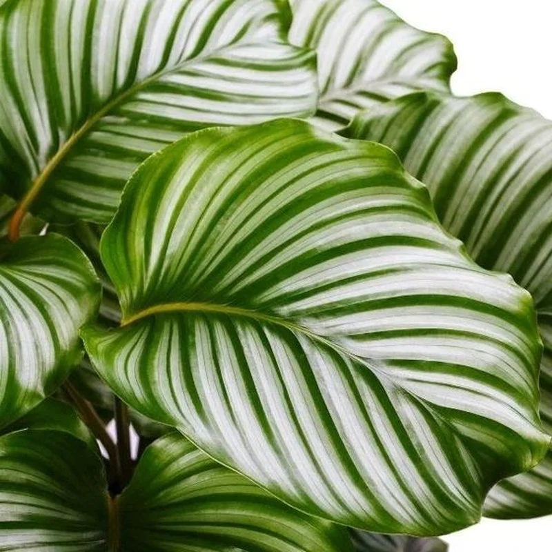Discover the Top 20 Most Unique and Beautiful Ornamental Plants