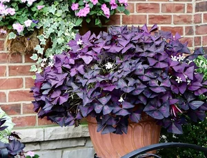 Discover the Top 20 Most Unique and Beautiful Ornamental Plants - image 11