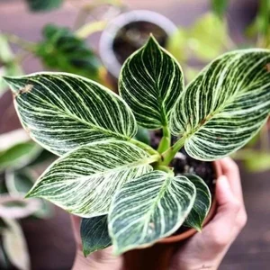 Discover the Top 20 Most Unique and Beautiful Ornamental Plants - image 13