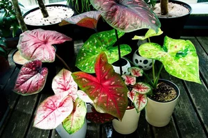 Discover the Top 20 Most Unique and Beautiful Ornamental Plants - image 12