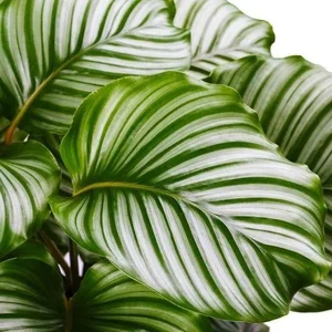 Discover the Top 20 Most Unique and Beautiful Ornamental Plants - image 0