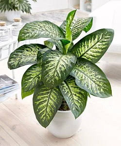 Discover the Top 20 Most Unique and Beautiful Ornamental Plants - image 1