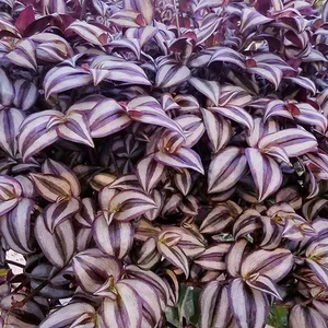 Discover the Top 20 Most Unique and Beautiful Ornamental Plants - image 7