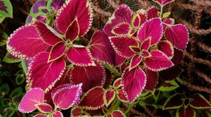 Discover the Top 20 Most Unique and Beautiful Ornamental Plants - image 4