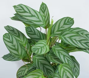 Discover the Top 20 Most Unique and Beautiful Ornamental Plants - image 2