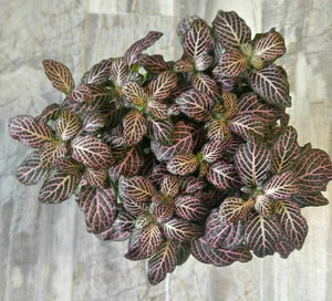 Discover the Top 20 Most Unique and Beautiful Ornamental Plants - image 15