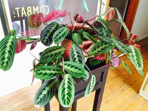 Discover the Top 20 Most Unique and Beautiful Ornamental Plants - image 3