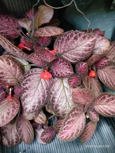 Discover the Top 20 Most Unique and Beautiful Ornamental Plants - image 9