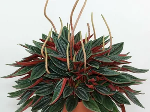 Discover the Top 20 Most Unique and Beautiful Ornamental Plants - image 10