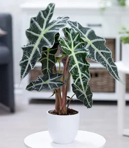 Discover the Top 20 Most Unique and Beautiful Ornamental Plants - image 5