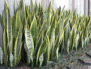 Discover the Top 20 Most Unique and Beautiful Ornamental Plants - image 16