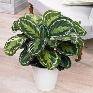 Discover the Top 20 Most Unique and Beautiful Ornamental Plants - image 14
