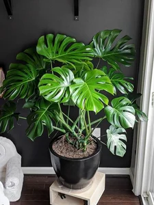 Discover the Top 20 Most Unique and Beautiful Ornamental Plants - image 6