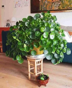 Discover the Top 20 Most Unique and Beautiful Ornamental Plants - image 8