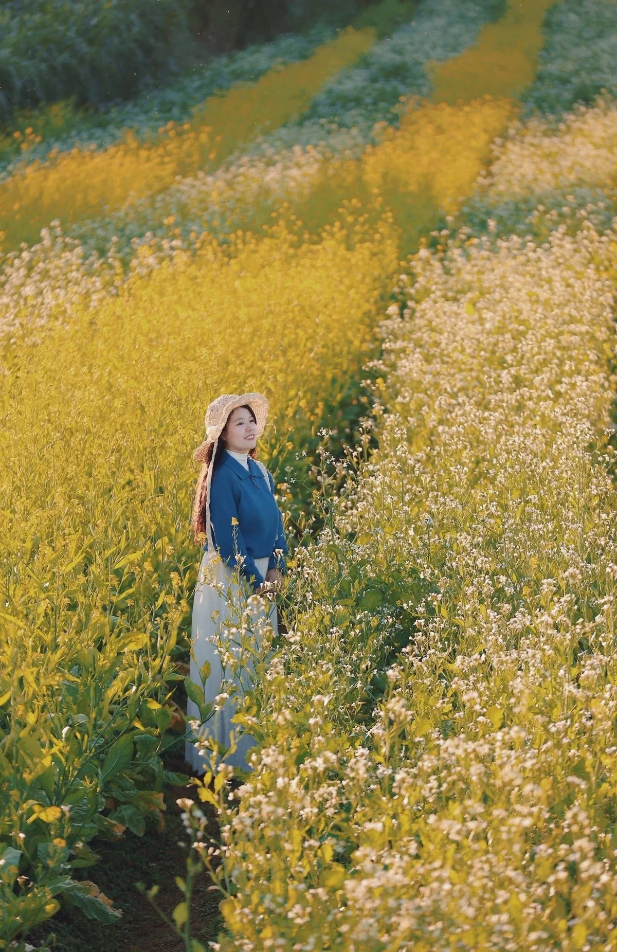 Moc Chau Yellow Mustard Season: A Muse in the Early Winter Highlands