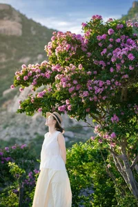 Experience the Stunning Purple Bloom of Giant Crape Myrtles at Mui Dinh This Summer - image 0