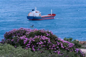 Experience the Stunning Purple Bloom of Giant Crape Myrtles at Mui Dinh This Summer - image 5