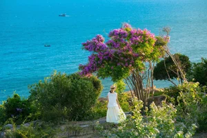 Experience the Stunning Purple Bloom of Giant Crape Myrtles at Mui Dinh This Summer - image 8