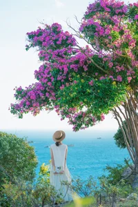 Experience the Stunning Purple Bloom of Giant Crape Myrtles at Mui Dinh This Summer - image 2