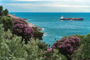 Experience the Stunning Purple Bloom of Giant Crape Myrtles at Mui Dinh This Summer - image 7