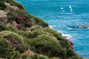 Experience the Stunning Purple Bloom of Giant Crape Myrtles at Mui Dinh This Summer - image 3