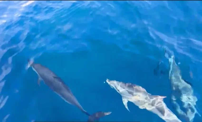 Fascinating Facts About Dolphins: Discovering the Secrets of Marine Life