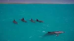 Fascinating Facts About Dolphins: Discovering the Secrets of Marine Life - image 3