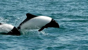 Fascinating Facts About Dolphins: Discovering the Secrets of Marine Life - image 2