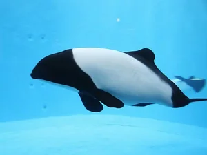Fascinating Facts About Dolphins: Discovering the Secrets of Marine Life - image 1