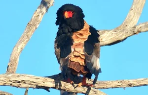 Meet the Bateleur: Africa’s Most Striking Red-Faced Raptor and Master of the Skies - image 1