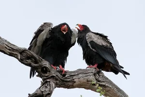 Meet the Bateleur: Africa’s Most Striking Red-Faced Raptor and Master of the Skies - image 3