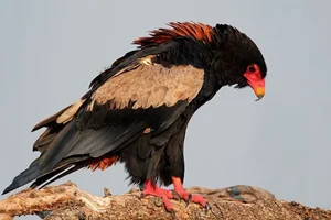 Meet the Bateleur: Africa’s Most Striking Red-Faced Raptor and Master of the Skies - image 7