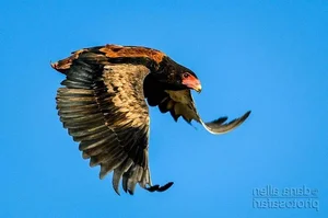 Meet the Bateleur: Africa’s Most Striking Red-Faced Raptor and Master of the Skies - image 5
