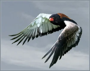 Meet the Bateleur: Africa’s Most Striking Red-Faced Raptor and Master of the Skies - image 4