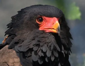 Meet the Bateleur: Africa’s Most Striking Red-Faced Raptor and Master of the Skies - image 6