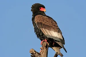 Meet the Bateleur: Africa’s Most Striking Red-Faced Raptor and Master of the Skies - image 8