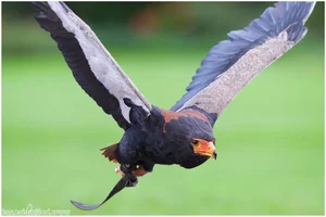 Meet the Bateleur: Africa’s Most Striking Red-Faced Raptor and Master of the Skies - image 0
