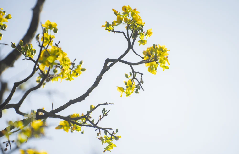 Golden Apricot Blossoms at Hue Imperial City: Experience the Vibrant Spring Spirit and Cultural Heritage of Vietnam’s Ancient Capital