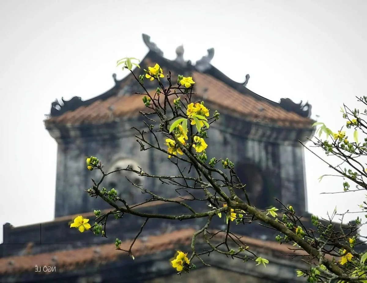 Golden Apricot Blossoms at Hue Imperial City: Experience the Vibrant Spring Spirit and Cultural Heritage of Vietnam’s Ancient Capital