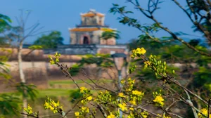Golden Apricot Blossoms at Hue Imperial City: Experience the Vibrant Spring Spirit and Cultural Heritage of Vietnam’s Ancient Capital - image 6