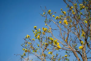 Golden Apricot Blossoms at Hue Imperial City: Experience the Vibrant Spring Spirit and Cultural Heritage of Vietnam’s Ancient Capital - image 7