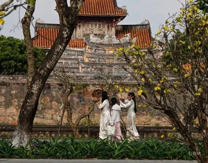 Golden Apricot Blossoms at Hue Imperial City: Experience the Vibrant Spring Spirit and Cultural Heritage of Vietnam’s Ancient Capital - image 2