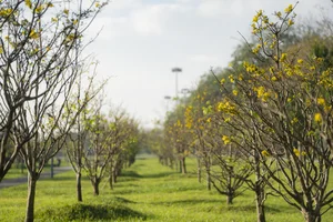 Golden Apricot Blossoms at Hue Imperial City: Experience the Vibrant Spring Spirit and Cultural Heritage of Vietnam’s Ancient Capital - image 5