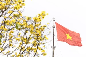 Golden Apricot Blossoms at Hue Imperial City: Experience the Vibrant Spring Spirit and Cultural Heritage of Vietnam’s Ancient Capital - image 1