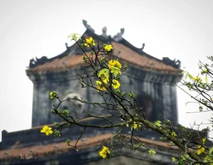 Golden Apricot Blossoms at Hue Imperial City: Experience the Vibrant Spring Spirit and Cultural Heritage of Vietnam’s Ancient Capital - image 4