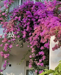 The Architectural Marvel of MC Quyen Linh's Fairy Tale Garden Villa - image 1