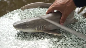 The Rare 'Sea Monster' Delicacy of Quang Binh Reserved for Honored Guests - image 8