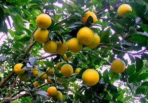 Explore the Famous Regional Delicacies of Ho Van Cuong's Hometown - image 5