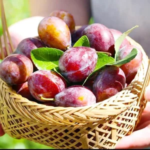 The Surprising Truth Behind the Cheap Sugar Plums Viral Online - image 6